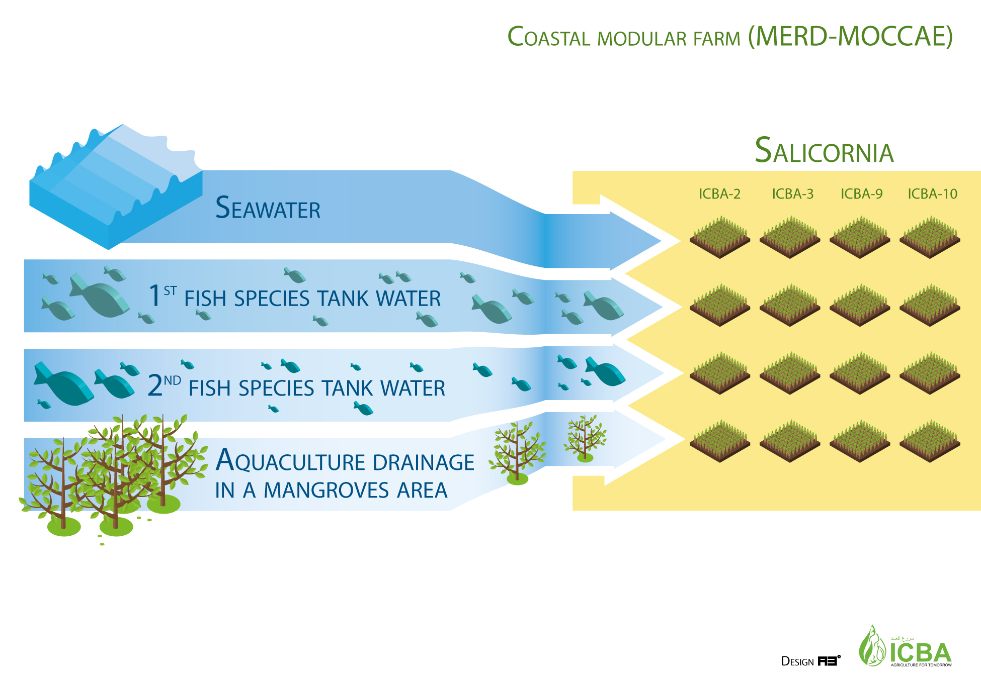 Figure 2. A seawater-based integrated farm developed at the experimental station of Marine Environment Research Department (MERD) of the UAE Ministry of Climate Change and Environment (MoCCaE) ©ICBA