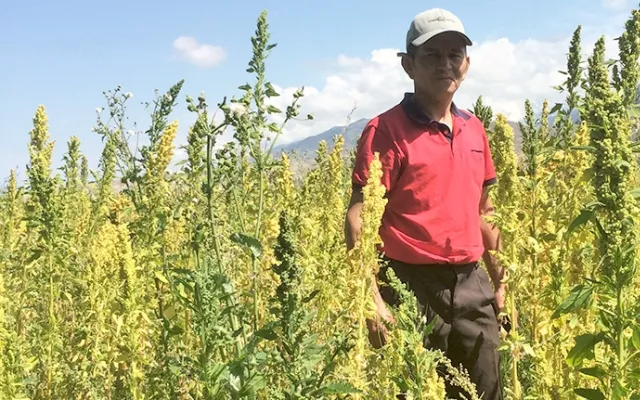 Azamat Kaseev is one of several pioneer farmers in Kyrgyzstan with whom ICBA works to introduce quinoa. On his farm in eastern Issyk Region, he grows for seed one of ICBA's high-yielding and stress-tolerant quinoa lines.