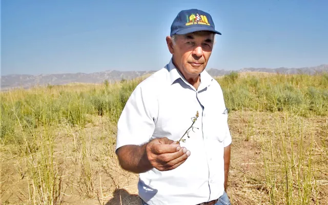 Dr. Mavlon Pulodov, a retired director of the National Center for Genetic Resources of the Tajik Academy of Agricultural Sciences, cannot hide his contentment: the seed yield is enough to cover 100 hectares of land next year.