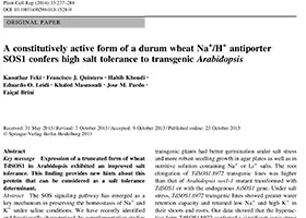 A constitutively active form of durum wheat Na+/H+ antiporter SOS1 confers high salt tolerance to transgenic Arabidopsis