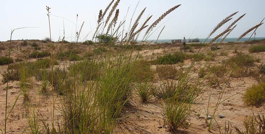 1-halfa-grass-near-coastal-area-of-ras-a