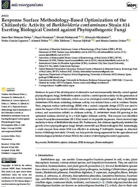 Response Surface Methodology-Based Optimization of the Chitinolytic Activity of Burkholderia contaminans Strain 614 Exerting Biological Control against Phytopathogenic Fungi